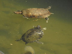 Trachemys scripta elegans