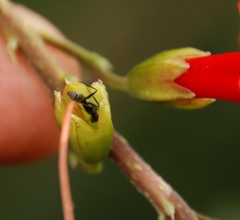 Tecoma capensis image