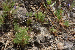 Lavandula coronopifolia