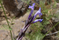 Lavandula coronopifolia