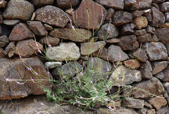 Lavandula coronopifolia