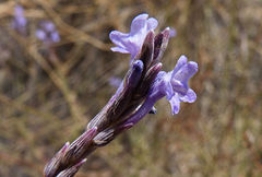 Lavandula coronopifolia
