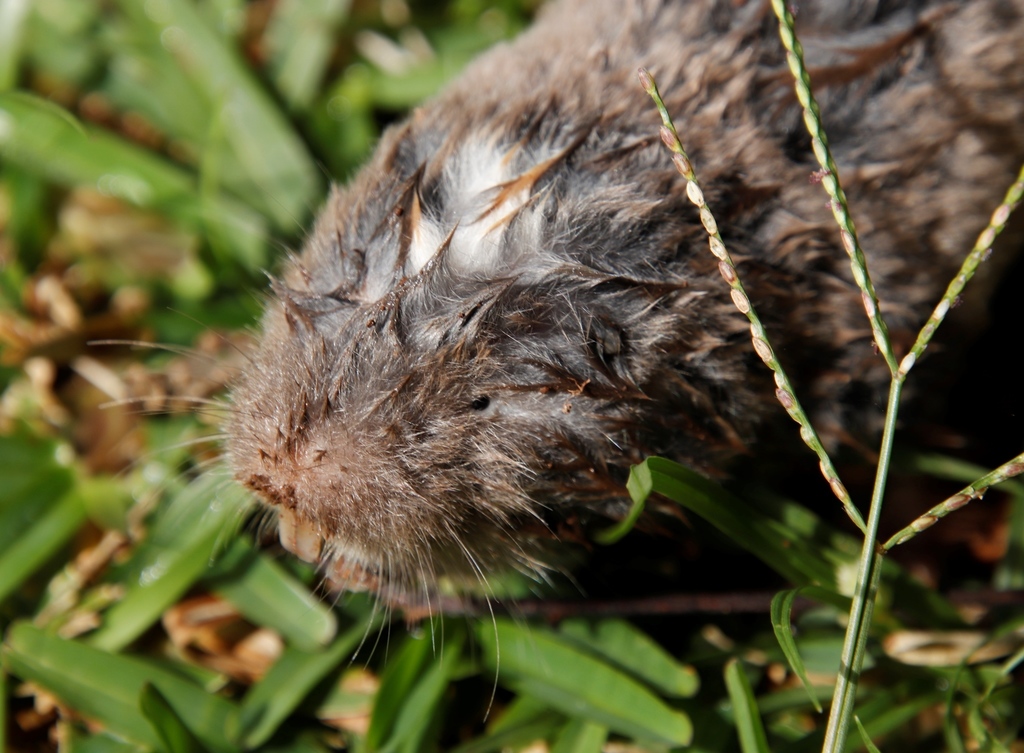 Darling s Mole-rat