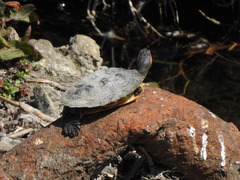 Trachemys scripta elegans