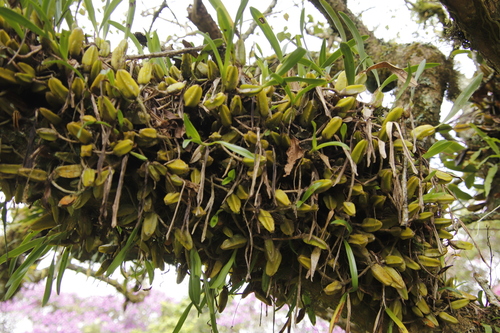 Bulbophyllum maximum, photograph 4