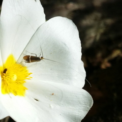 Adela australis