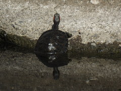 Trachemys scripta elegans