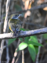 Heterocercus linteatus