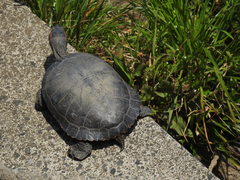 Trachemys scripta elegans