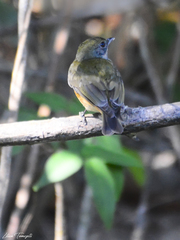 Heterocercus linteatus