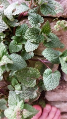 Lamium maculatum