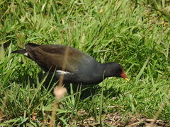 Gallinula chloropus