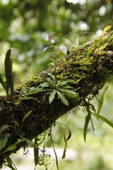 Stenoglottis