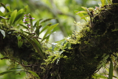 Stenoglottis