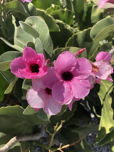 Bushman poison (Adenium boehmianum)