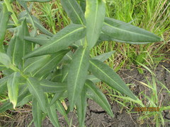 Euphorbia lucida