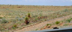 Aloe littoralis image