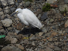 Egretta garzetta