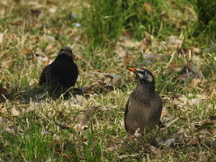 Spodiopsar cineraceus