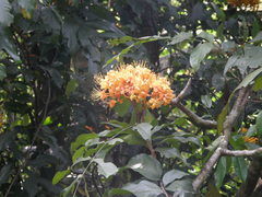 Saraca