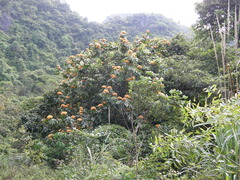 Saraca