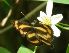 Pantoporia