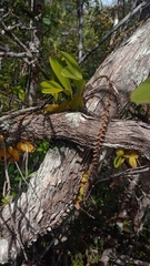 Bulbophyllum trifarium