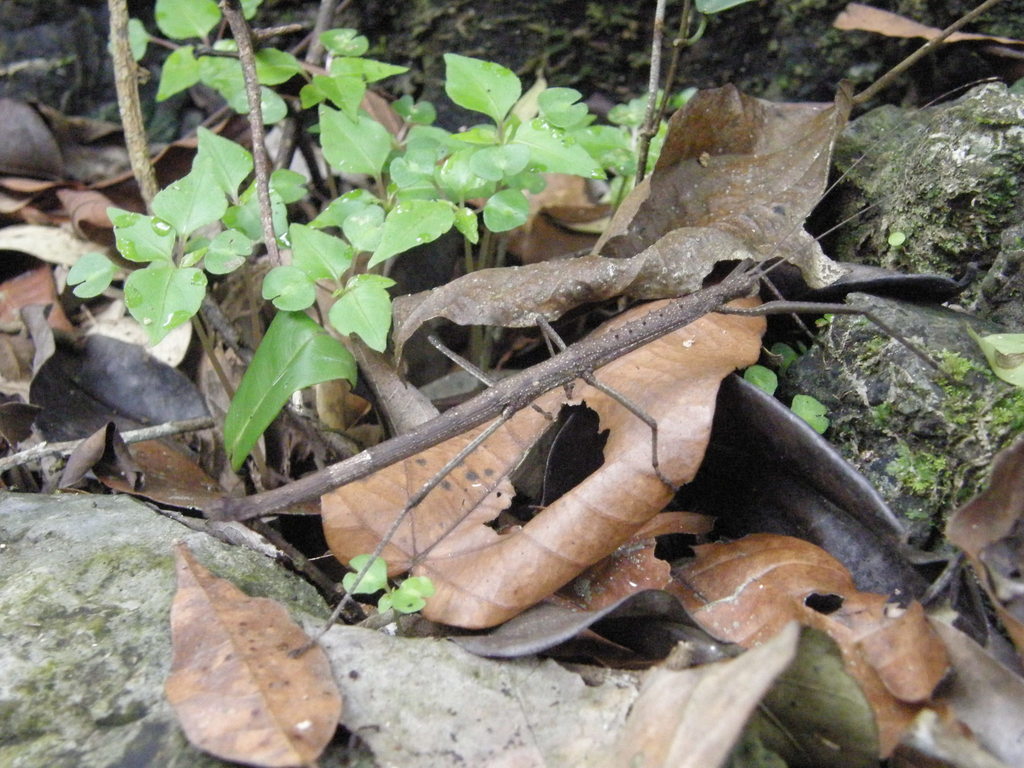 Oxyartes spinulosus