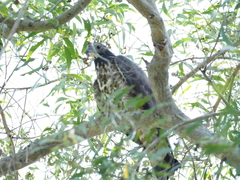 Pernis ptilorhynchus orientalis