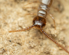 Lithobius calcaratus
