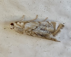 Eoparargyractis