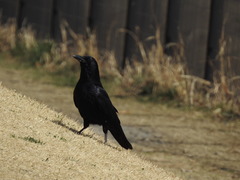 Corvus corone