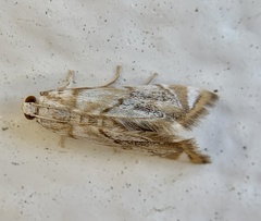 Eoparargyractis