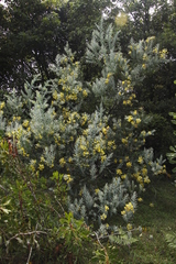 Image of Acacia podalyriifolia
