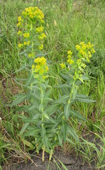 Euphorbia lucida