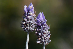 Lavandula dentata image