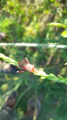 Athaumastus haematicus