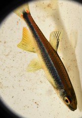 Pteronotropis hypselopterus