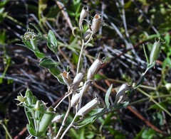 Mentzelia albescens