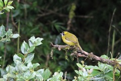 Pycnonotus penicillatus