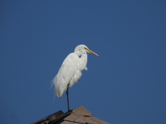 Ardea alba