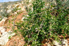 Commiphora glandulosa image