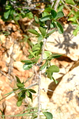 Commiphora glandulosa image