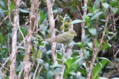 Phylloscopus magnirostris