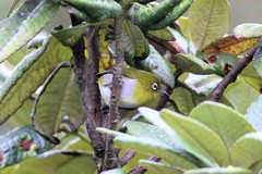 Zosterops ceylonensis