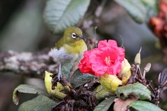 Zosterops ceylonensis