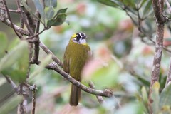 Pycnonotus penicillatus