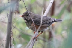 Turdus dissimilis