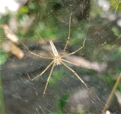 Euprosthenops bayaonianus