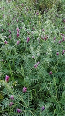 Vicia benghalensis image